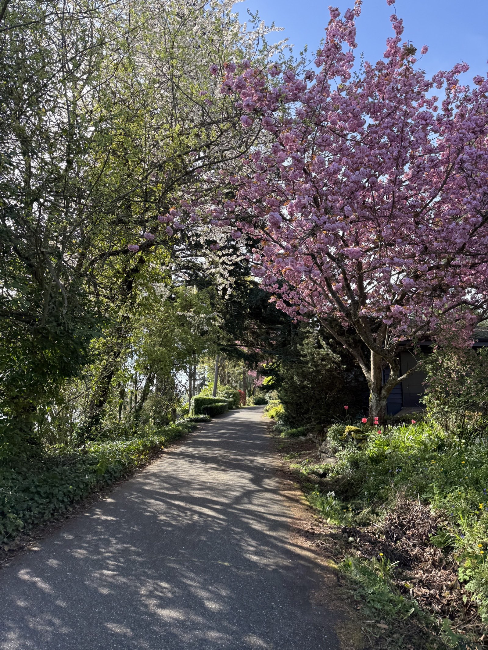 Burke-Gilman Trail in spring bloom